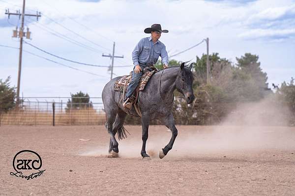 athletic-quarter-horse