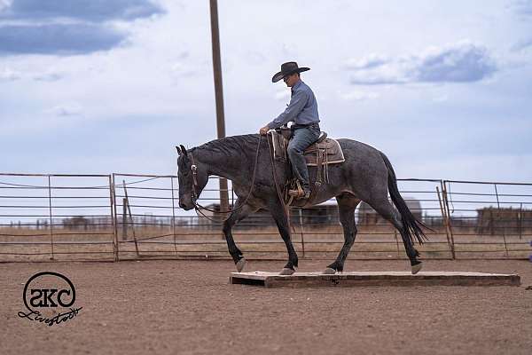 flashy-quarter-horse