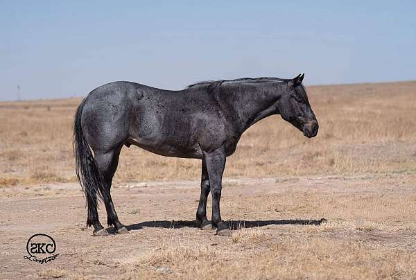 jumping-quarter-horse