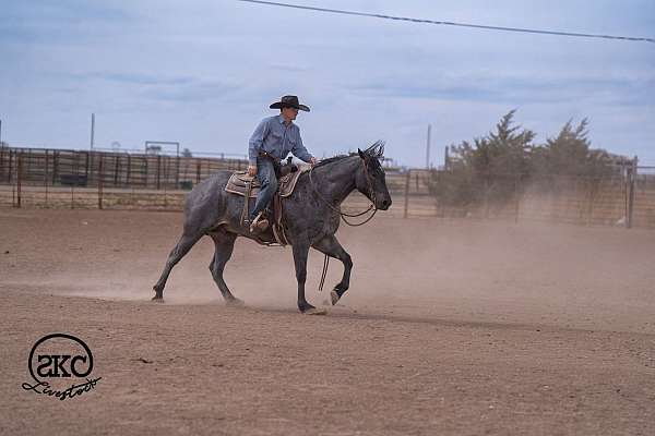 kid-safe-quarter-horse