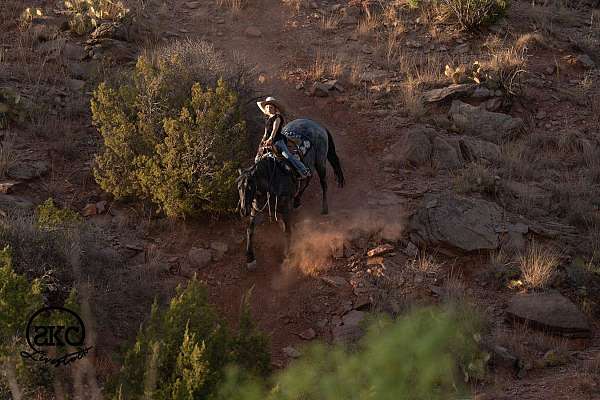 performance-quarter-horse