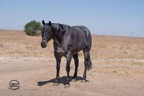 ranch-versatility-quarter-horse