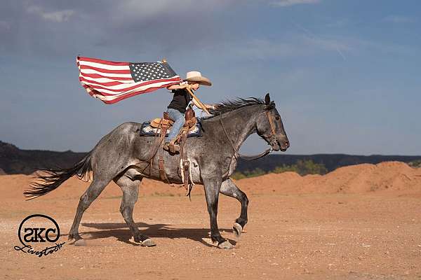 ridden-western-quarter-horse