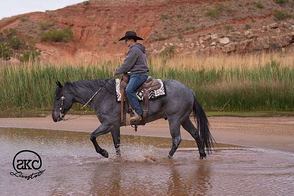 roping-quarter-horse