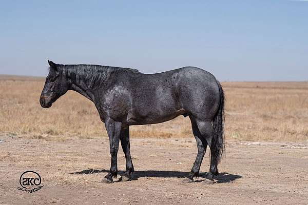 team-penning-quarter-horse