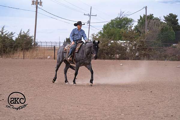 trail-quarter-horse