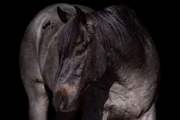 all-around-quarter-horse