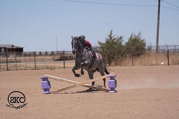 ranch-work-quarter-horse