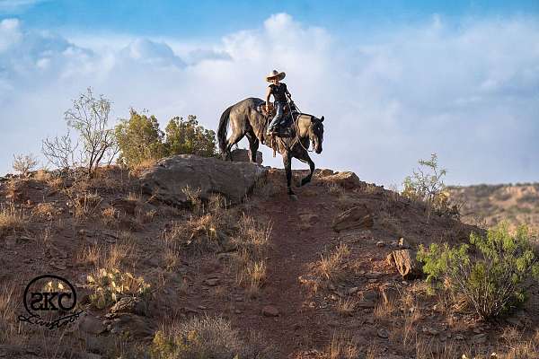 ridden-english-quarter-horse