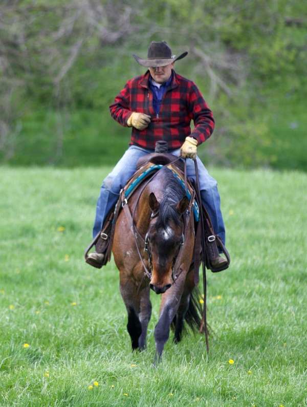 athletic-appendix-horse
