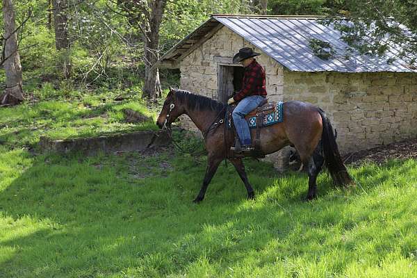 cross-appendix-horse