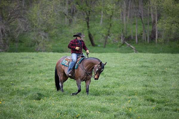 flashy-appendix-horse