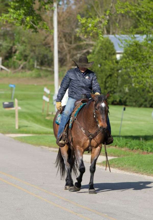 husband-safe-appendix-horse