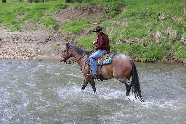 ranch-appendix-horse