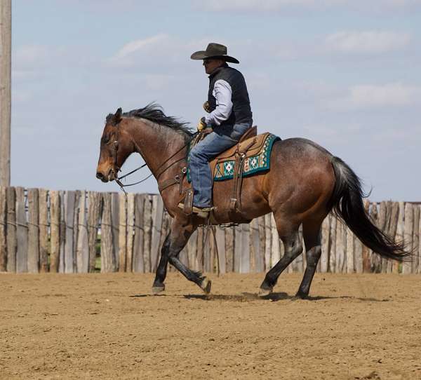 ranch-work-appendix-horse