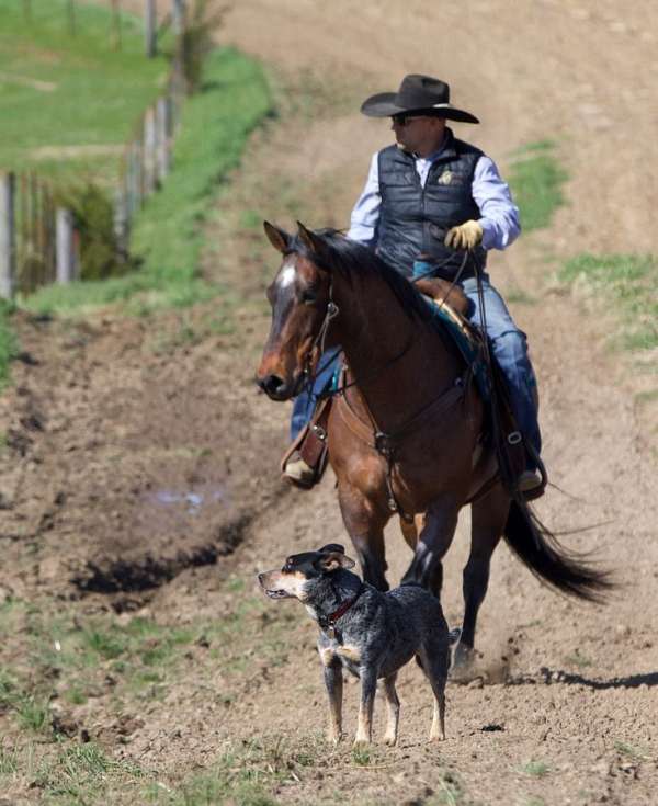 ridden-english-appendix-horse