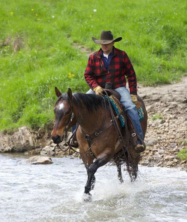 ridden-western-appendix-horse