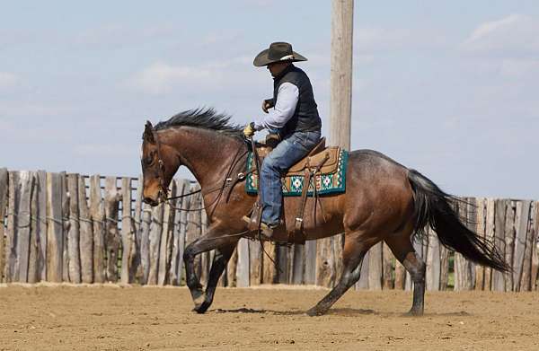 show-appendix-horse