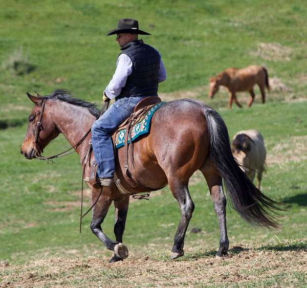 trail-appendix-horse