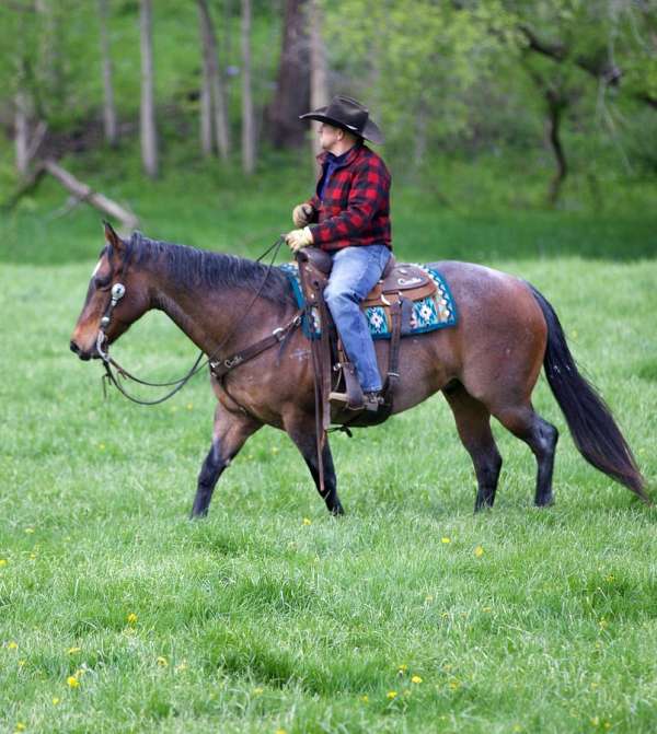 trail-riding-appendix-horse