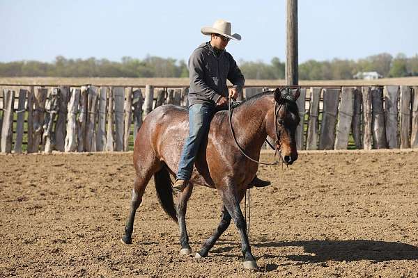 bay-roan-all-around-horse