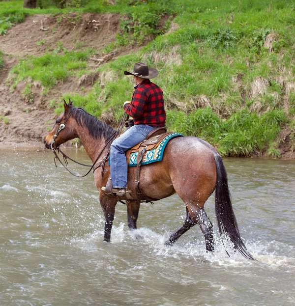 bay-roan-appendix-gelding