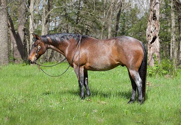 all-around-appendix-horse