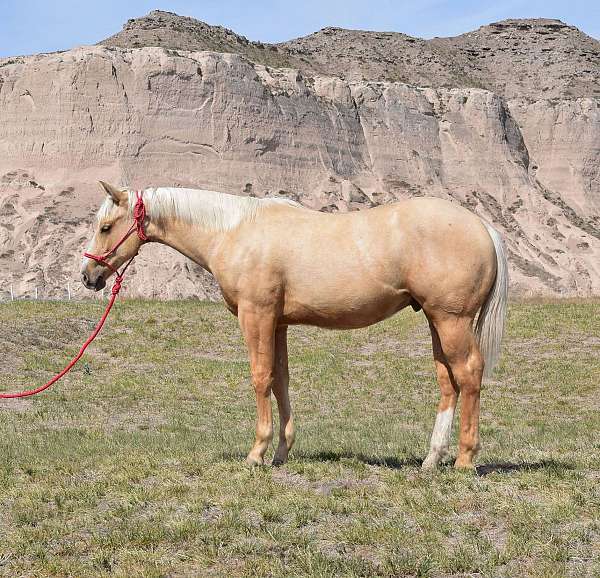 gunners-special-nite-horse