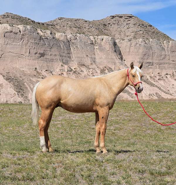 bred-mare-stallion
