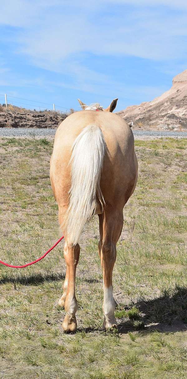 gunner-stallion