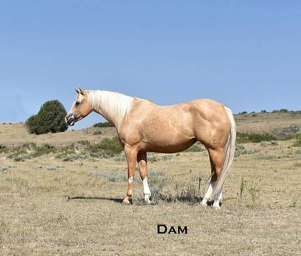 gunners-special-nite-stallion