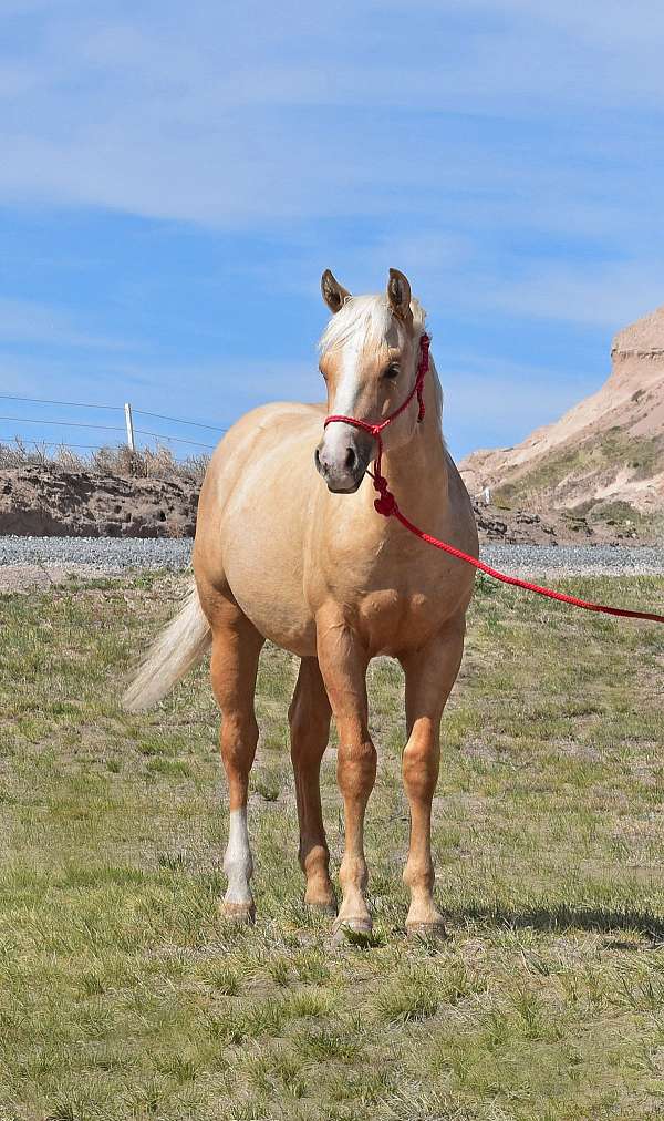 breeders-stallion