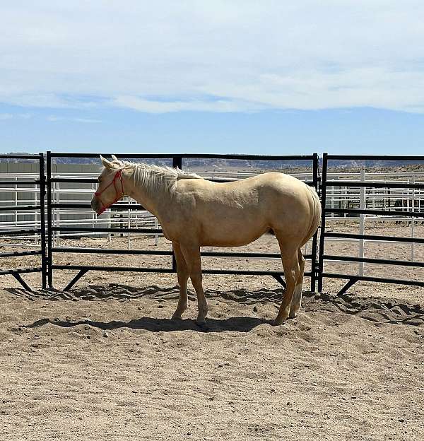 halter-broke-stallion