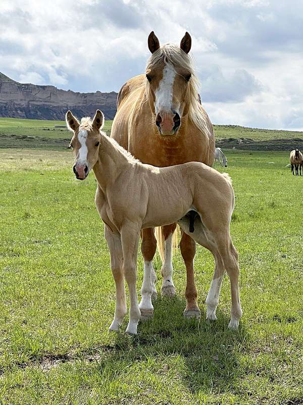 licensed-stallion