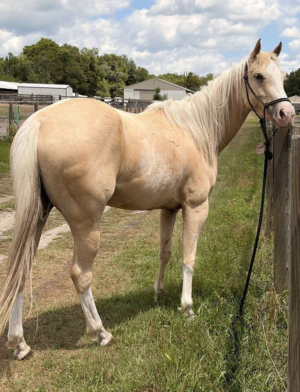 quarter-horse-for-sale