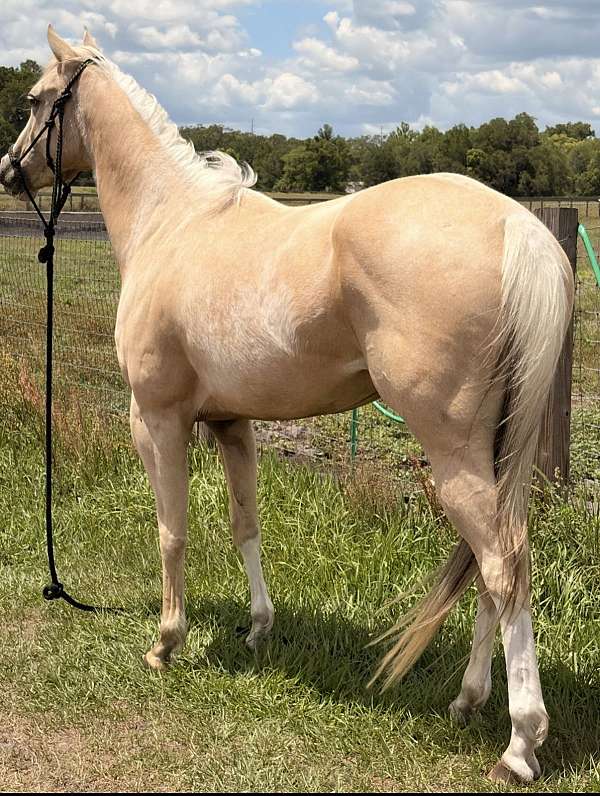quarter-horse-mare