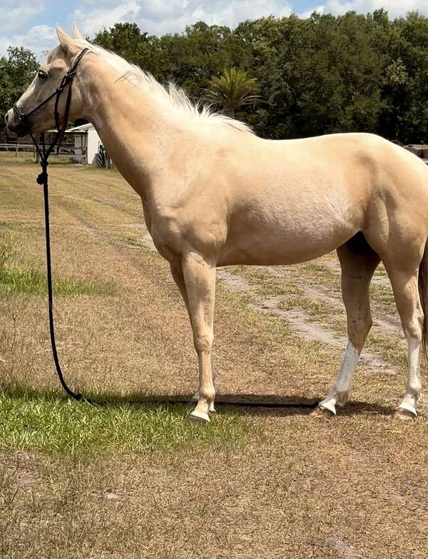 quarter-horse
