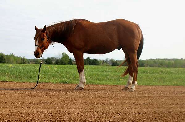wisconsin-horse-for-sale-quarter
