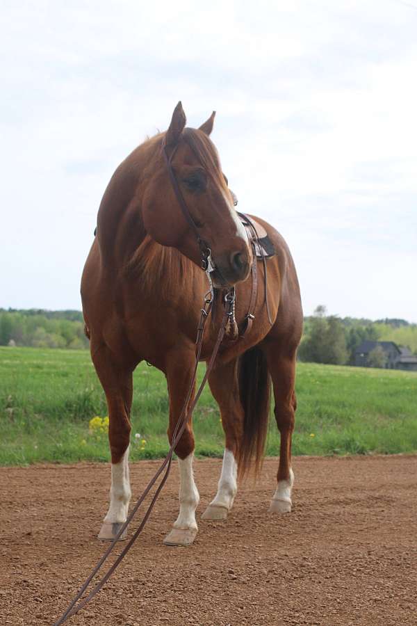 arena-broke-quarter-horse