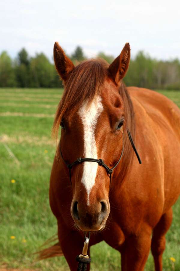 light-roping-horse-quarter