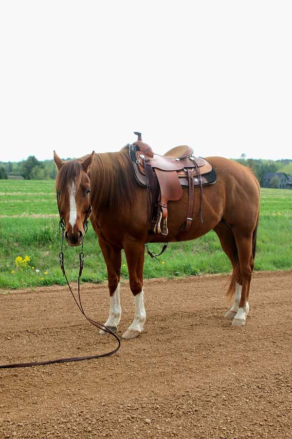 easy-going-horse-quarter