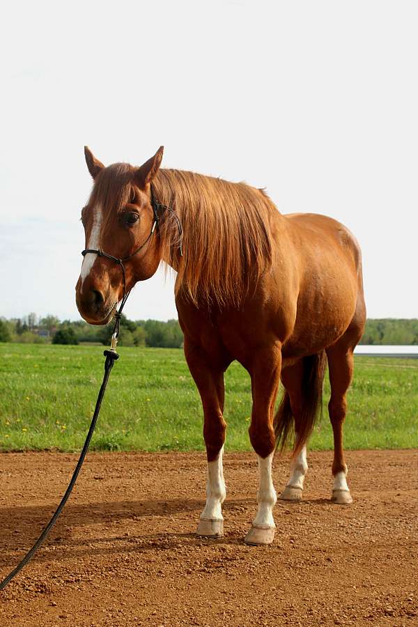 versatile-gelding-quarter-horse