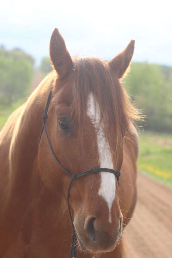 bombproof-type-quarter-horse