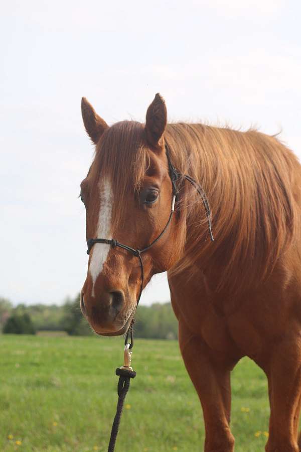 forgiving-horse-quarter