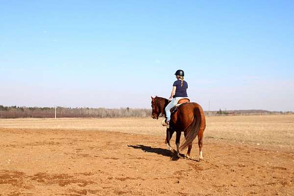 soft-ride-quarter-horse