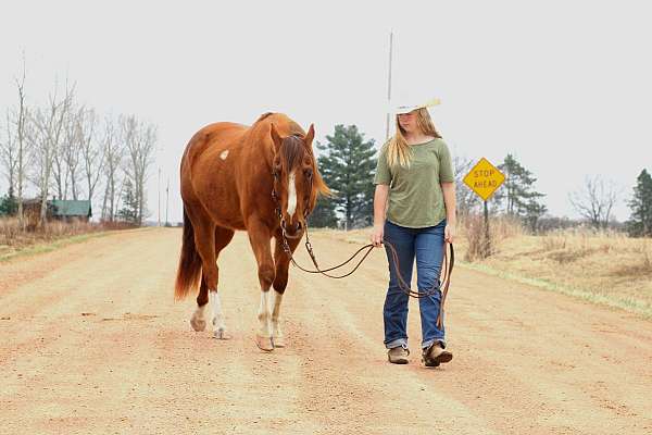 smooth-ride-horse-quarter
