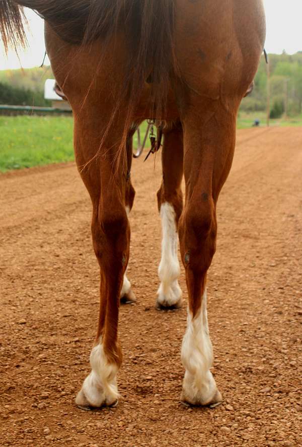 side-pass-trained-quarter-horse