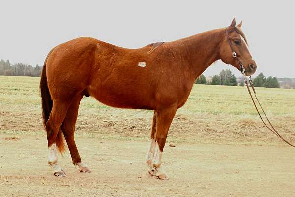 soft-mouth-horse-quarter