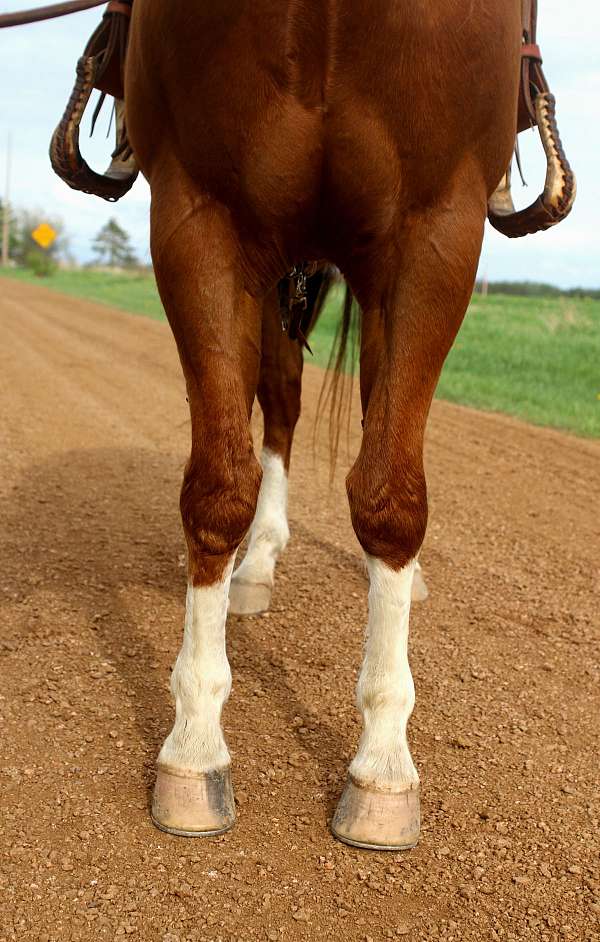 neck-rein-trained-quarter-horse