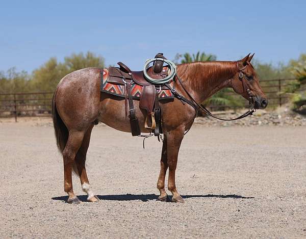 all-around-quarter-horse